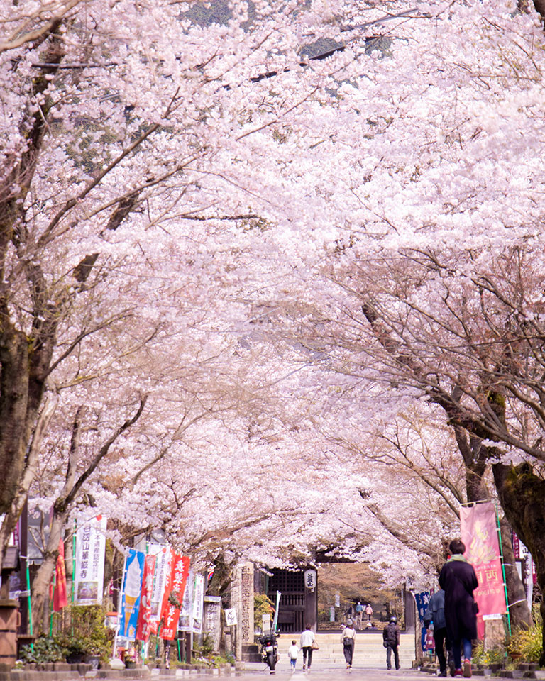 入賞　Atsumiさんの作品「桜のトンネル」