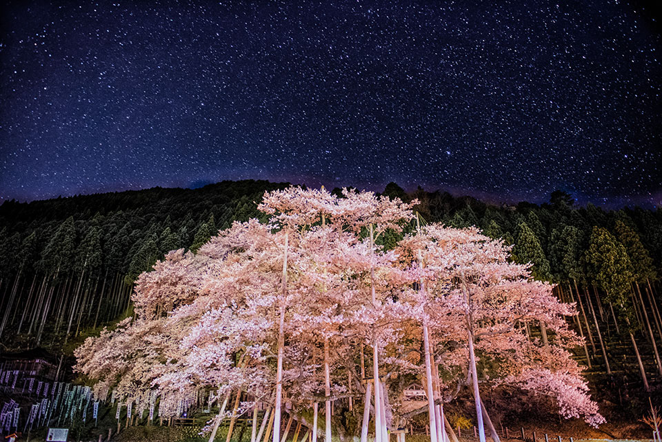 最優秀賞（ぎふの歴史と文化部門）　小林淳さんの作品「星降る夜に ～樹齢1500年 淡墨桜～」